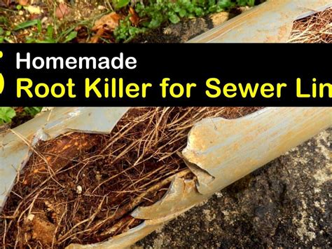 rootx root killer instructions